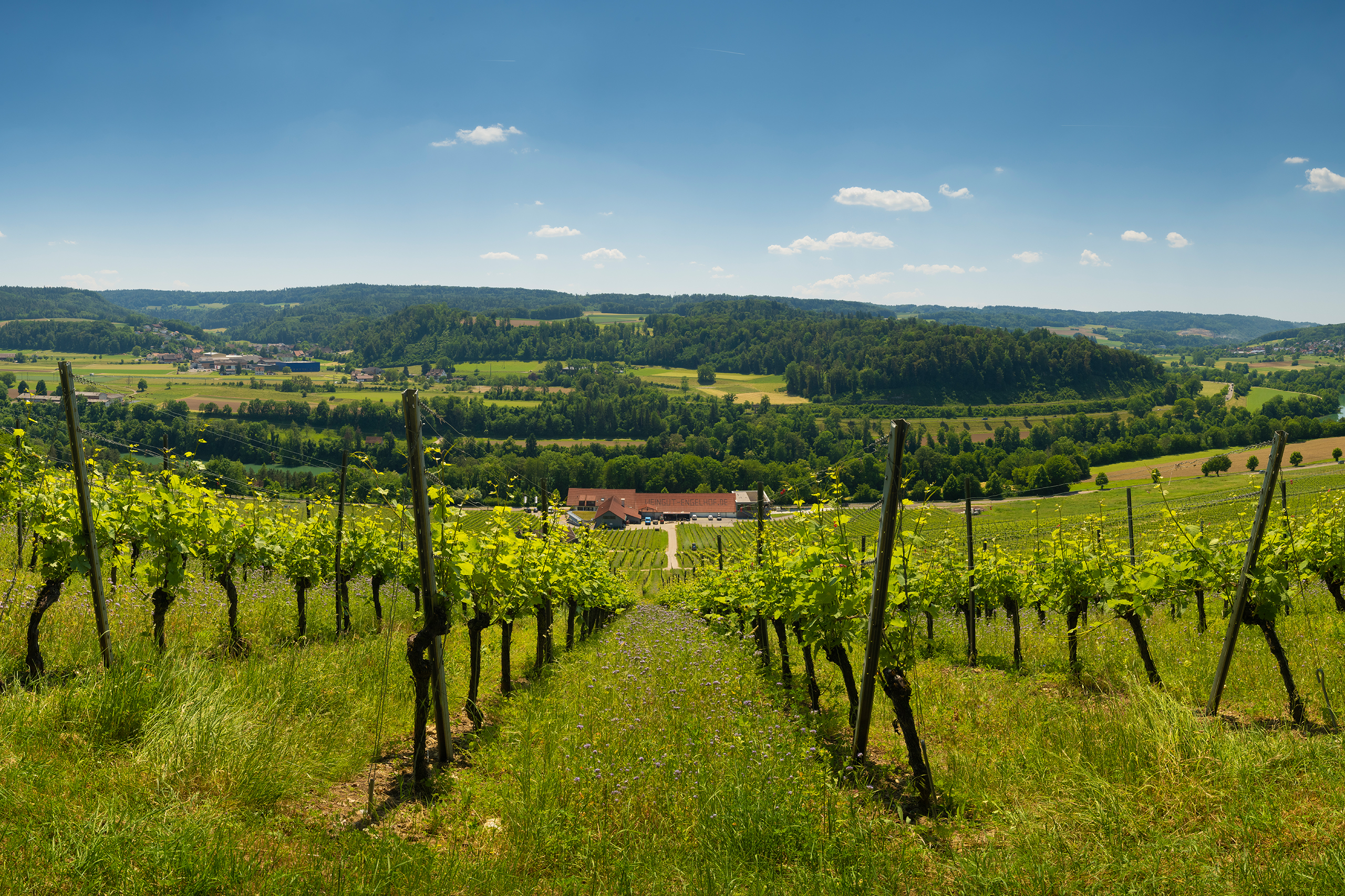 Man blickt einen Hang voller Weinreben herunter, genau auf das Weingut Engelhof mit einer schönen Panoramasicht. Im Hintergrund sieht man den Rhein angeschnitten. Es ist ein sonniger Tag mit blauem Himmel.